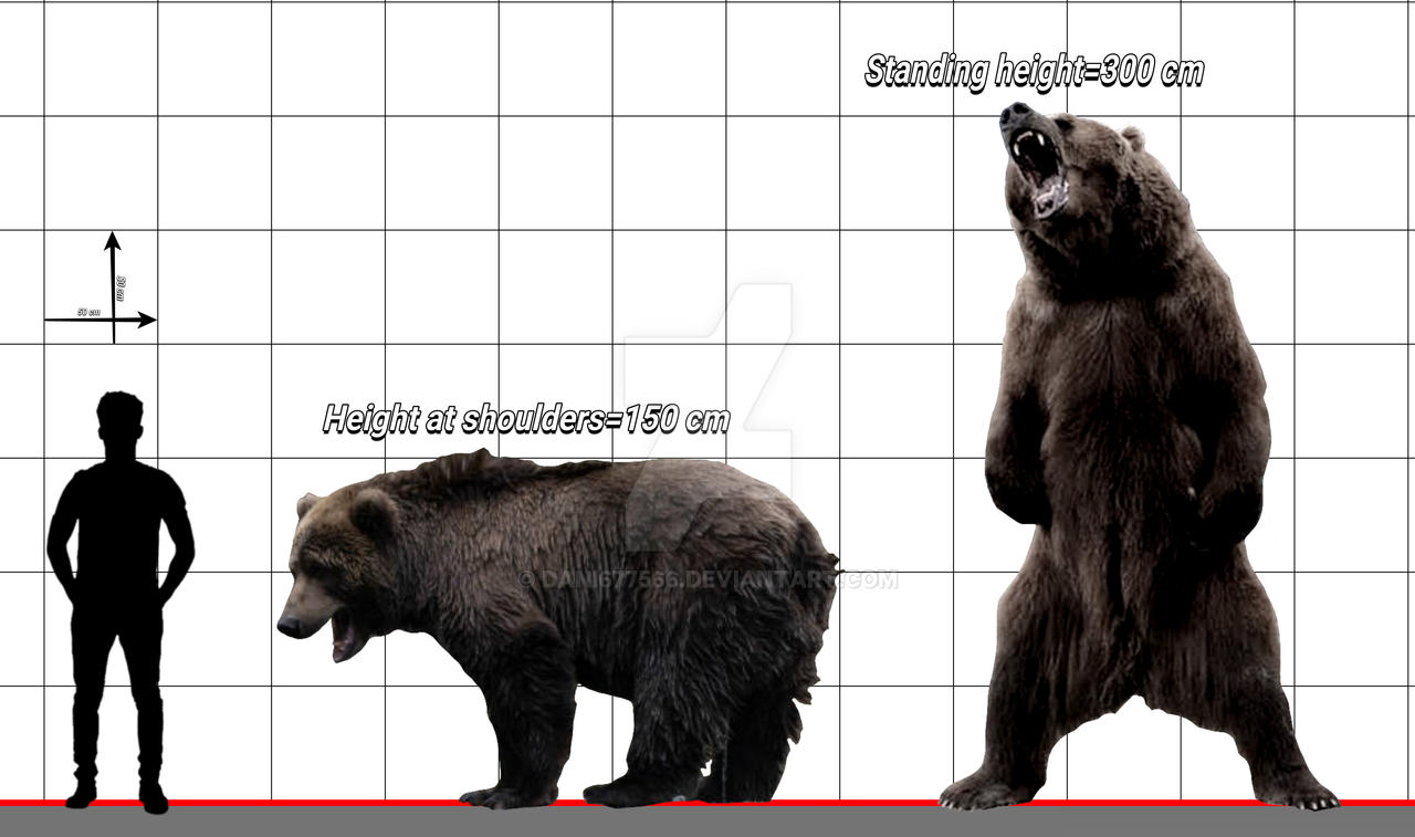 Kodiak Bear Size Comparison By Dani677566 On DeviantArt kodiak-bear-size-comparison-by-dani677566-on-deviantart