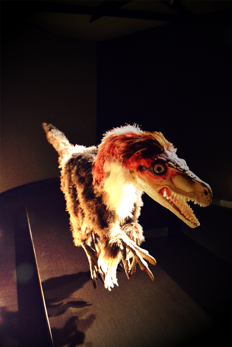 Velociraptor -1-