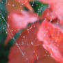 cobweb II