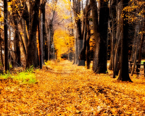 Wooded Path