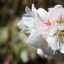 White Blossom