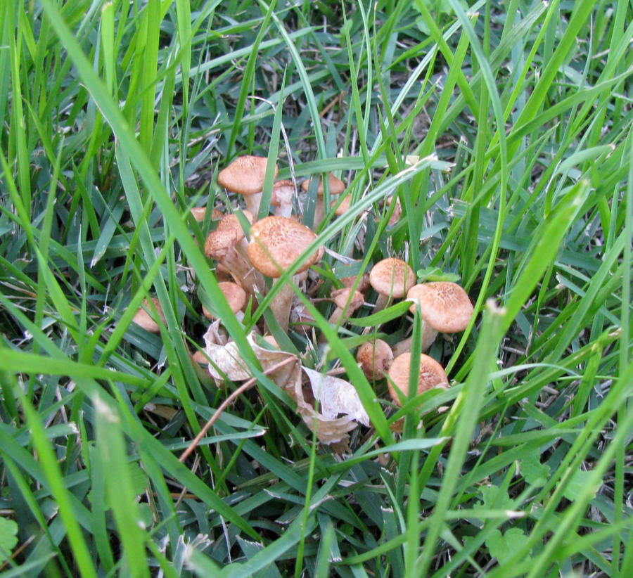 Mini Mushrooms