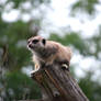 Meerkat on log