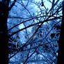 Blue Frosted Mornings