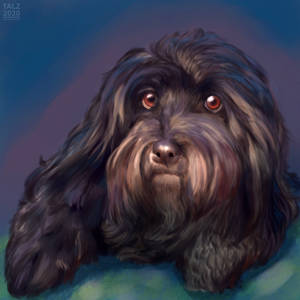 2020 December: Addie the Havanese