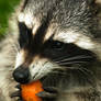 racoon 1