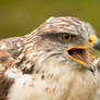 buzzard