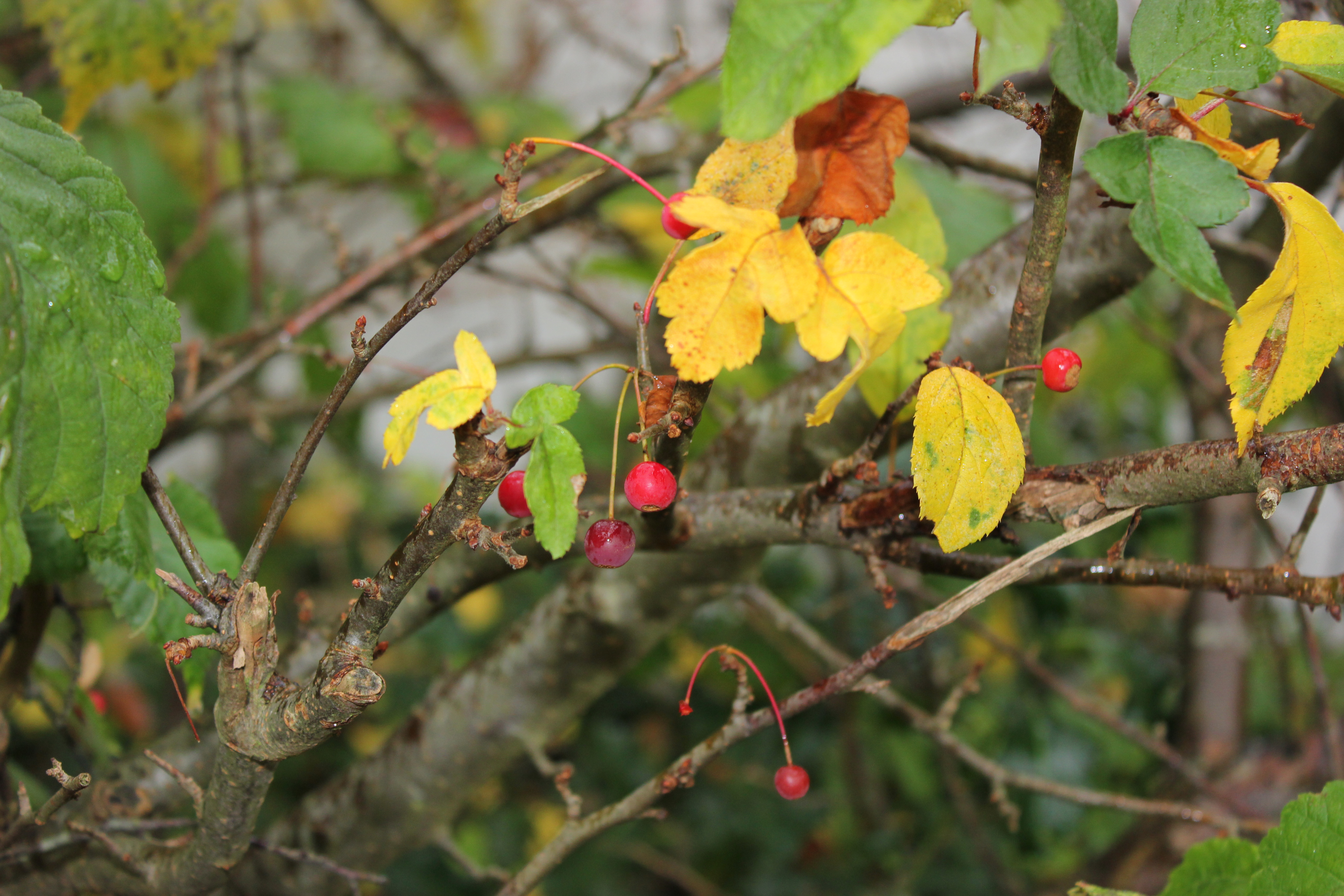 The last red berries