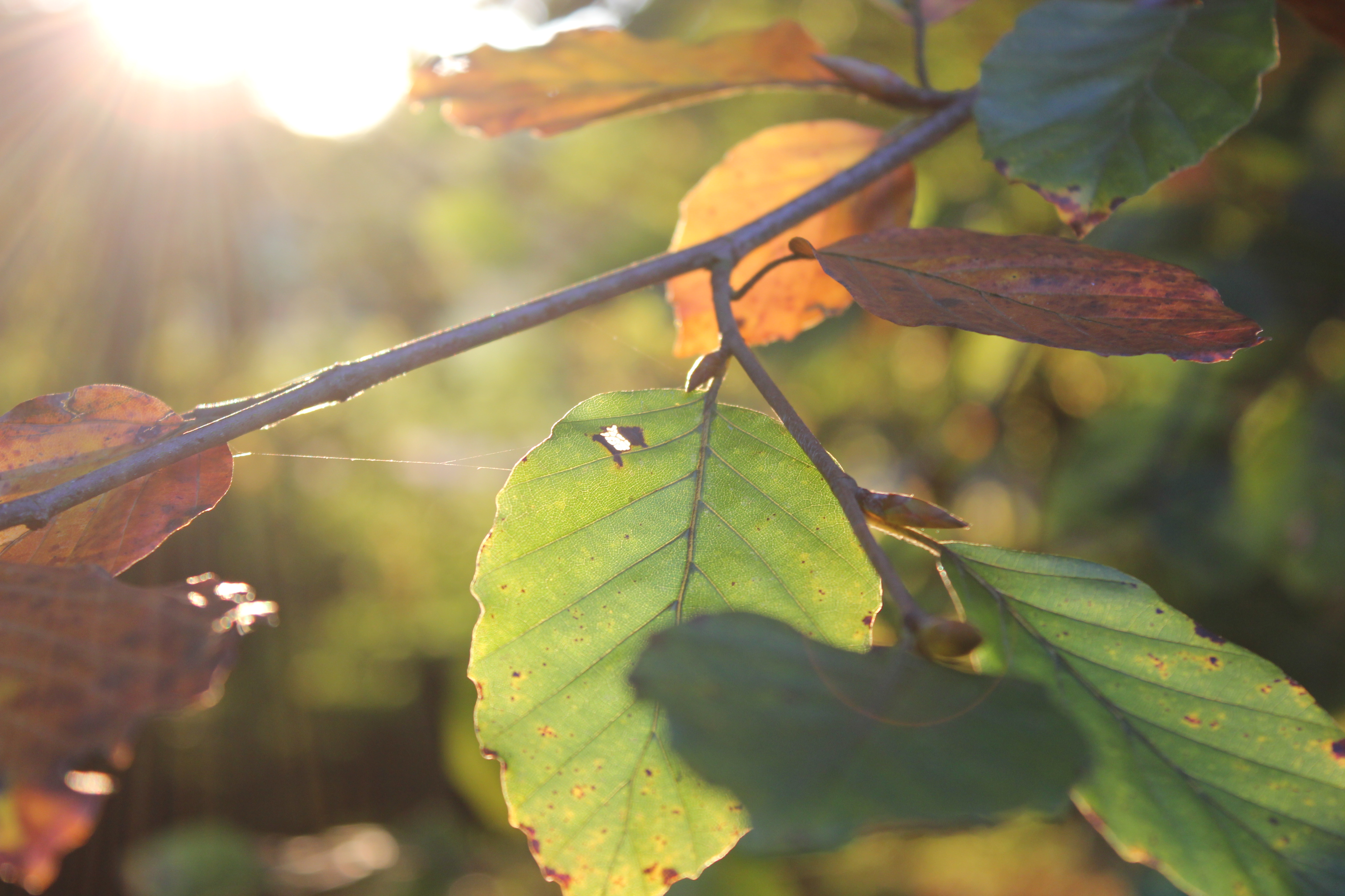 Through the leaves