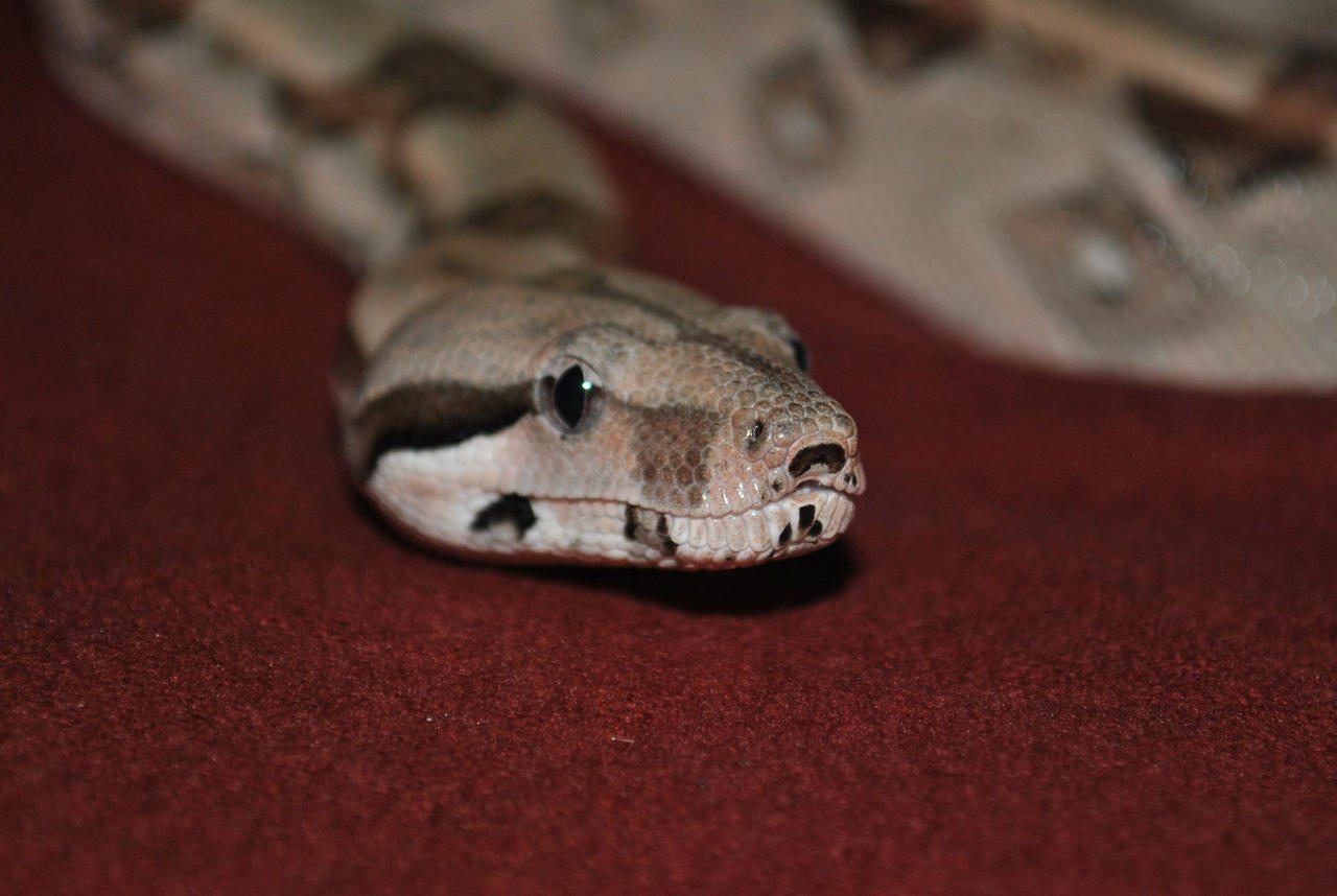 Azula, the red tail boa