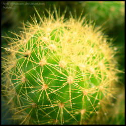 ..:: Cactus ::..