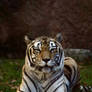 Disney's Animal Kingdom - 2