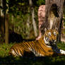 Disney's Animal Kingdom - 8