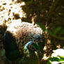 Disney's Animal Kingdom - 9