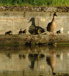 Ten little ducks