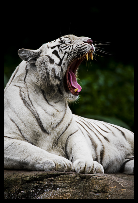 White Tiger