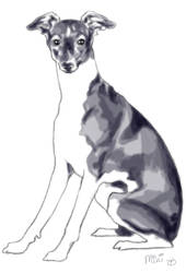 italian greyhound for roseanne