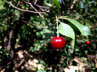 Live Cherry