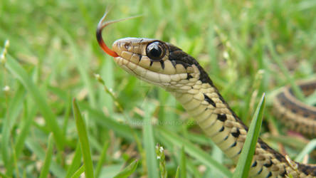 juvenile garter snake