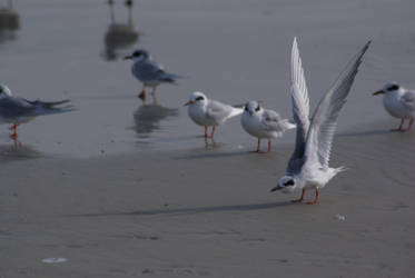 forster's tern