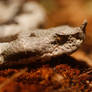 Horned Viper