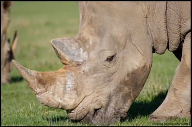 White Rhino