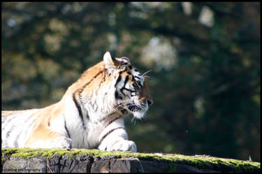 Amur Tiger