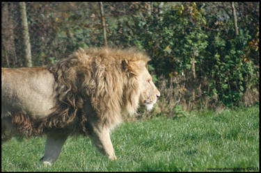 African Male Lion on Patrol