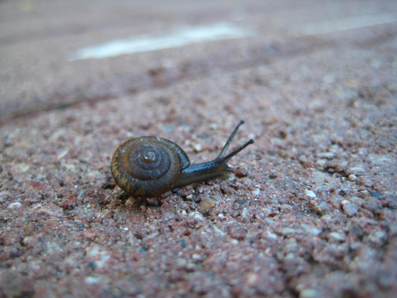 snail