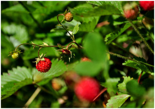 Wild Raspberry