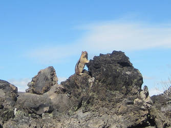 Ground Squirrel at Lava Butte lava flow, 2