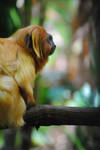 Tamarin Monkey by Shifter6