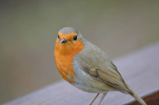 Rye Meads Robin