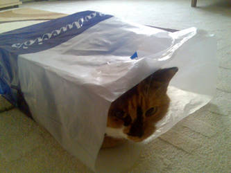 Cat-in-a-bag