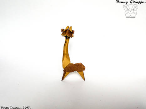 Young Giraffe - Barth Dunkan.