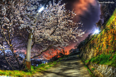 Sakura at night