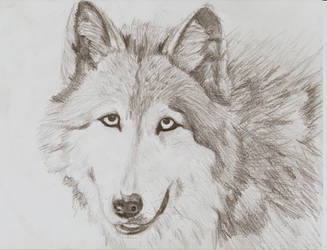 Wolf Drawing