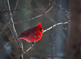 Winter Male Cardinal