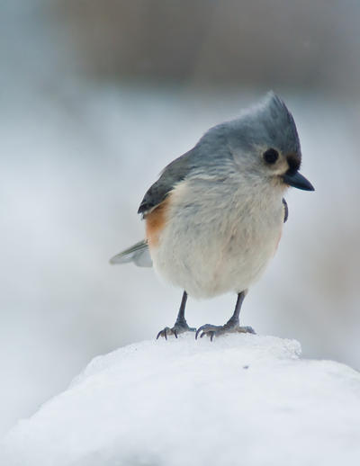 Tufted Titmouse in Snow