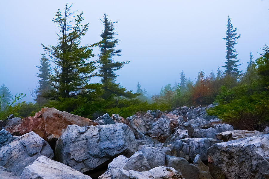 Dolly Sods Fog