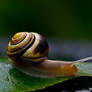 Snail