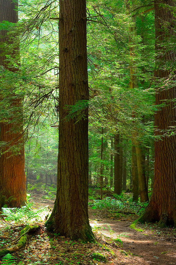 Through the Hemlocks