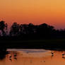 Sunset Herons