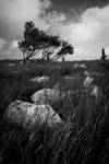 Tempestuous by LAlight