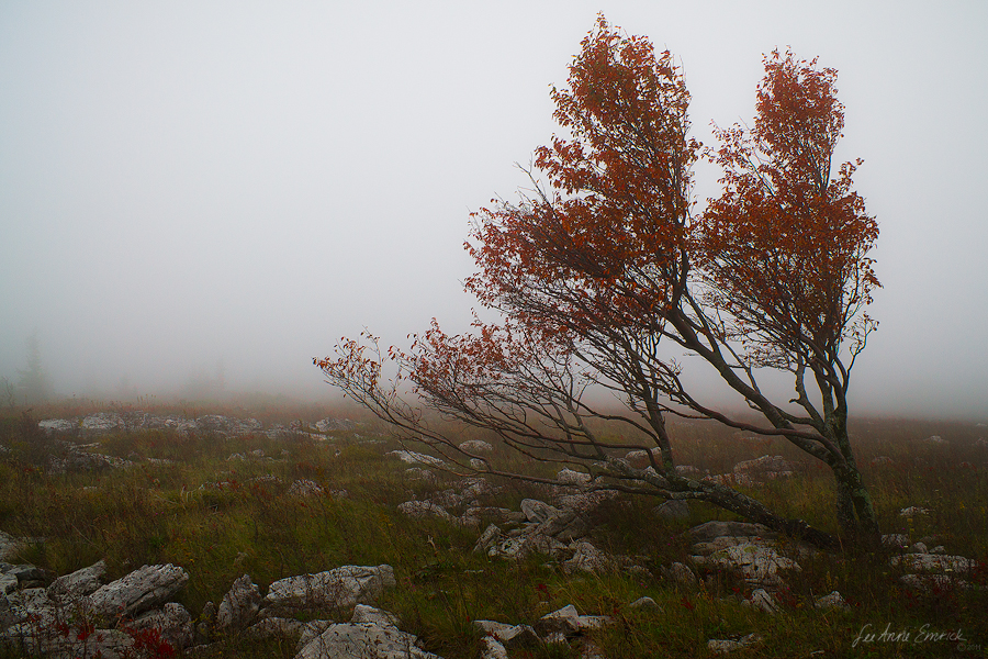 Dolly Sods Autumn