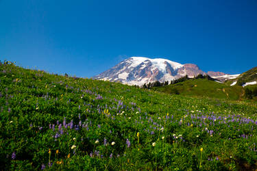 Wildflowers and Rainier