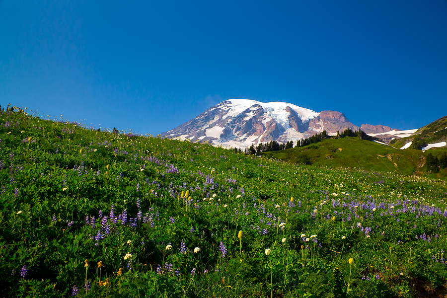 Wildflowers and Rainier