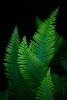 Frondness