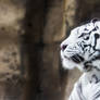 White Tigress I