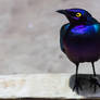 Cape Starling